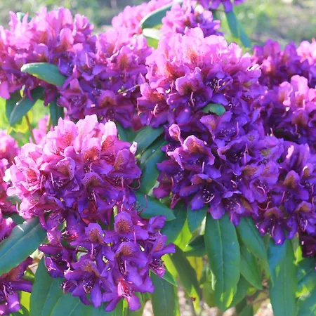 Schellerup Gard * Herning