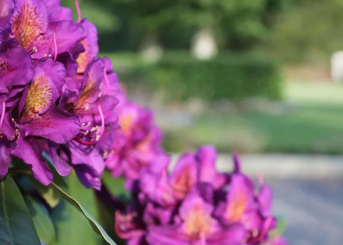 Апартаменты Schellerup Gard *