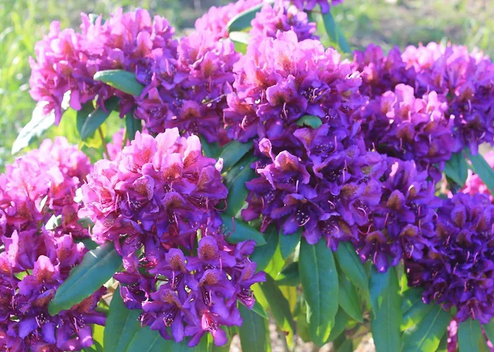 Schellerup Gard * Хернинг